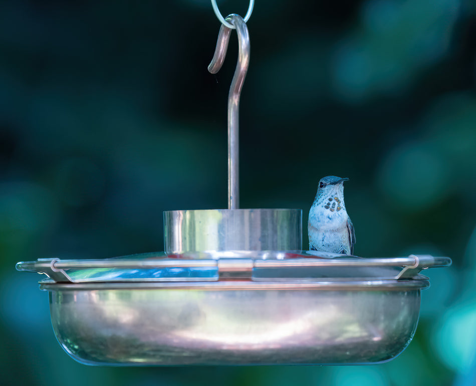 Pure Copper Hummingbird Feeder